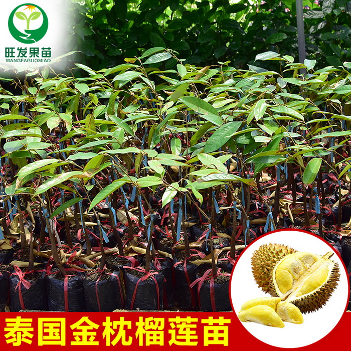 泰國金枕榴蓮苗 貓山王榴蓮苗 品種純正 嫁接苗 大量現貨