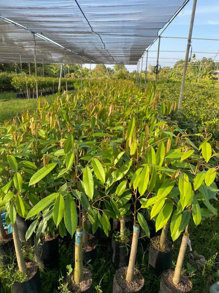 泰國金枕榴蓮苗 貓山王榴蓮苗 品種純正 嫁接苗 大量現貨