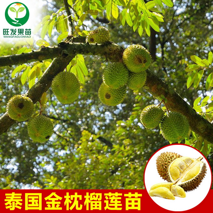 泰國金枕榴蓮苗 貓山王榴蓮苗 品種純正 嫁接苗 大量現貨