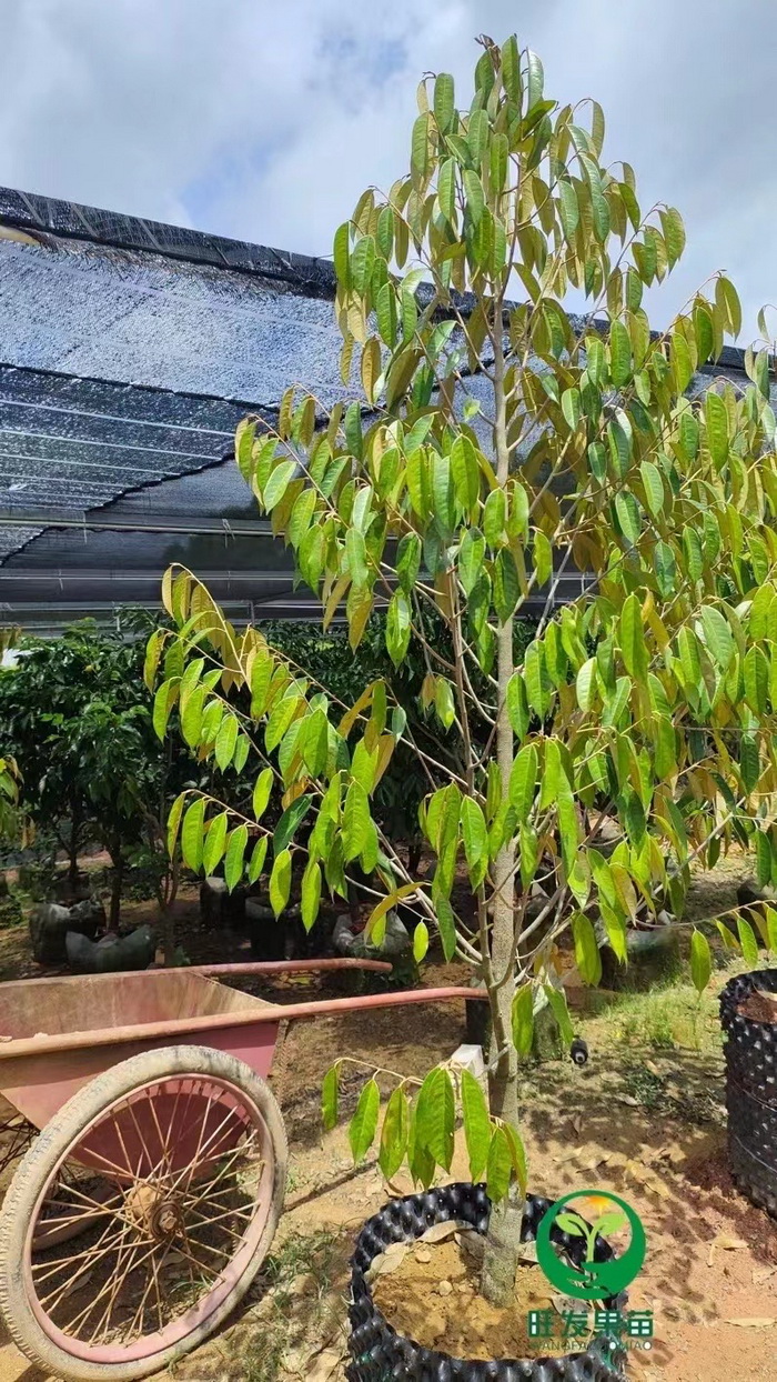 泰國金枕榴蓮苗 貓山王榴蓮苗 品種純正 嫁接苗 大量現貨
