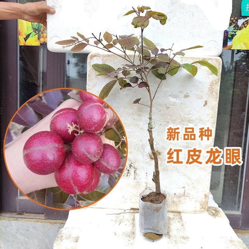紅皮龍眼苗新品種 桂圓果樹苗 四季開花結果