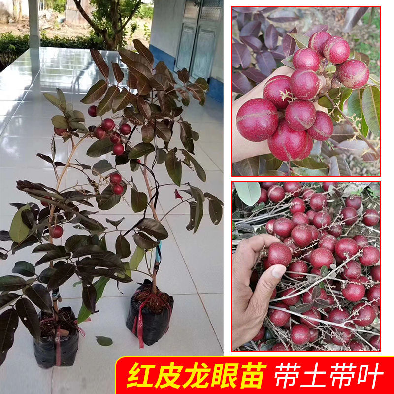 紅皮龍眼苗新品種 桂圓果樹苗 四季開花結果