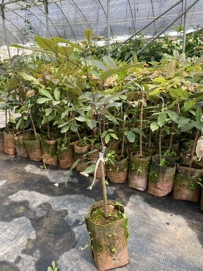 紅皮龍眼苗新品種 桂圓果樹苗 四季開花結果