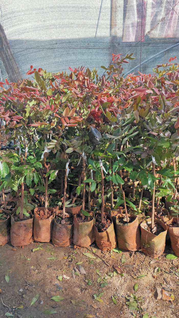 紅皮龍眼苗新品種 桂圓果樹苗 四季開花結果