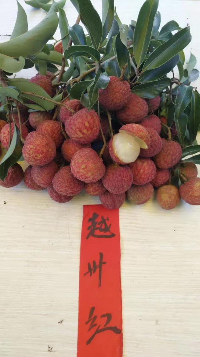 新品種越州紅荔枝苗產(chǎn)量高豐產(chǎn)穩(wěn)產(chǎn)荔枝苗品種