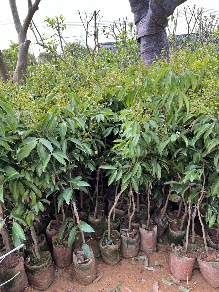 新品種越州紅荔枝苗產(chǎn)量高豐產(chǎn)穩(wěn)產(chǎn)荔枝苗品種