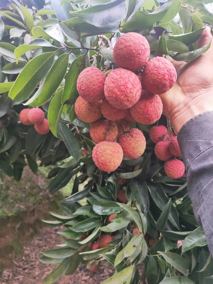 新品種越州紅荔枝苗產(chǎn)量高豐產(chǎn)穩(wěn)產(chǎn)荔枝苗品種