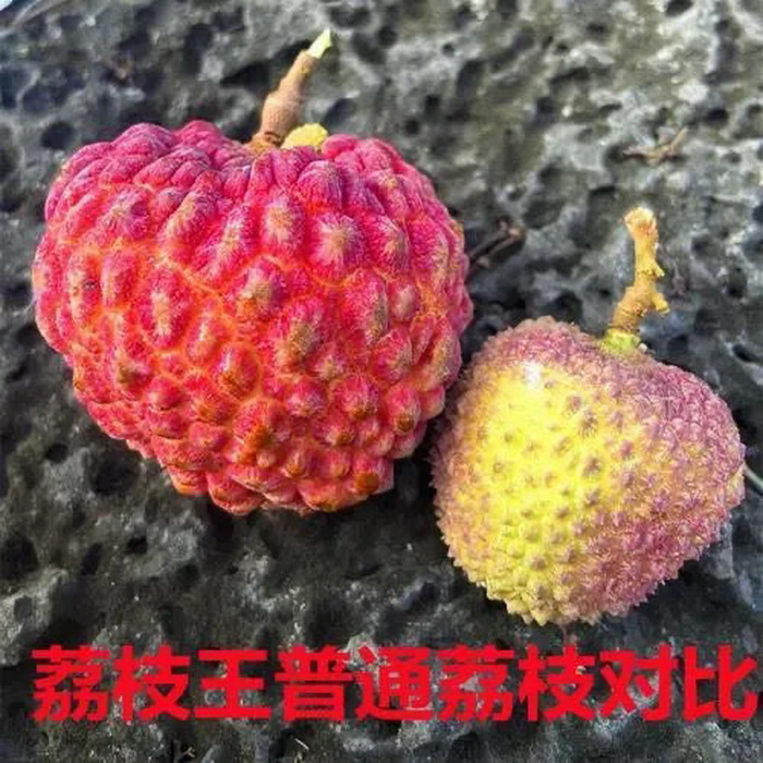 新品種海南荔枝王苗 火山巨無霸大果紅荔枝果樹苗