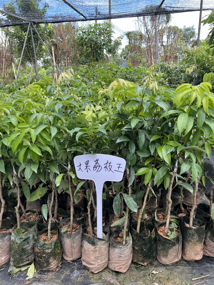 新品種海南荔枝王苗 火山巨無霸大果紅荔枝果樹苗