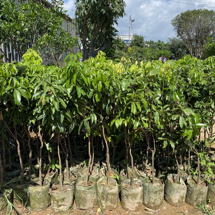 晚熟荔枝品種觀音綠荔枝苗基地批苗 嫁接苗 大小規(guī)格有苗