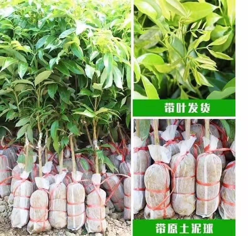 晚熟荔枝品種觀音綠荔枝苗基地批苗 嫁接苗 大小規(guī)格有苗