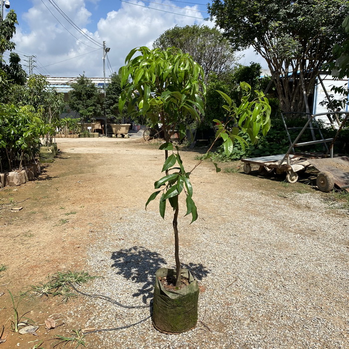 晚熟荔枝品種觀音綠荔枝苗基地批苗 嫁接苗 大小規(guī)格有苗