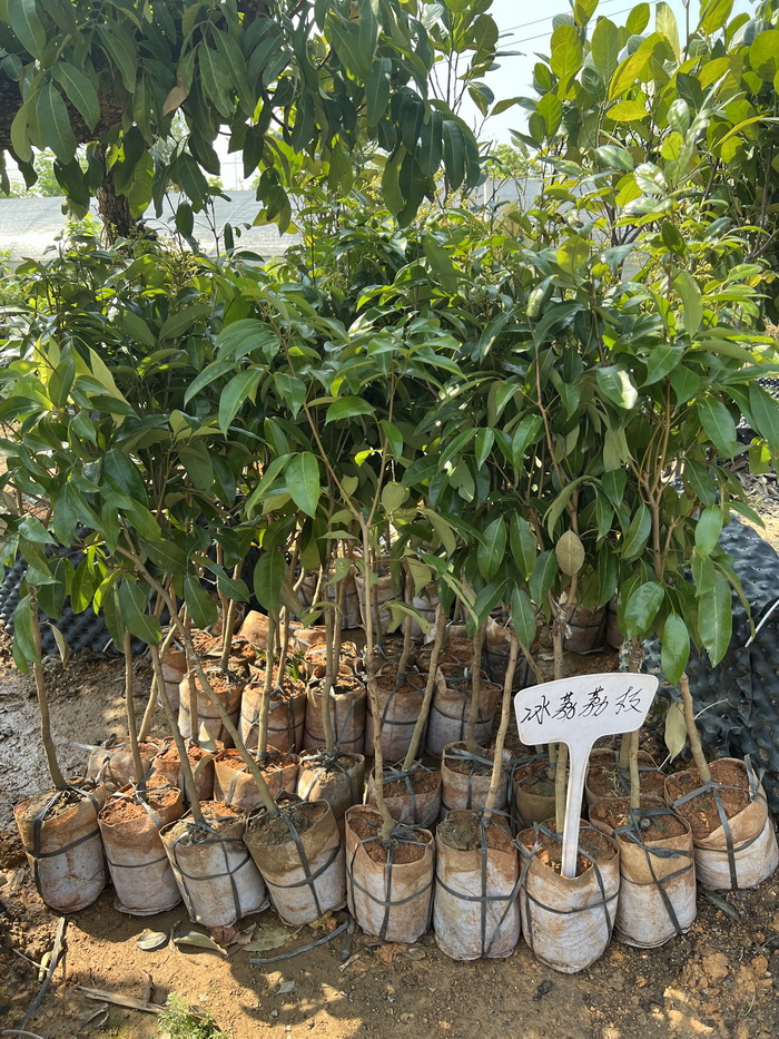 正宗冰荔枝苗新品種基地批苗 嫁接苗高端荔枝品種 大小規(guī)格有苗