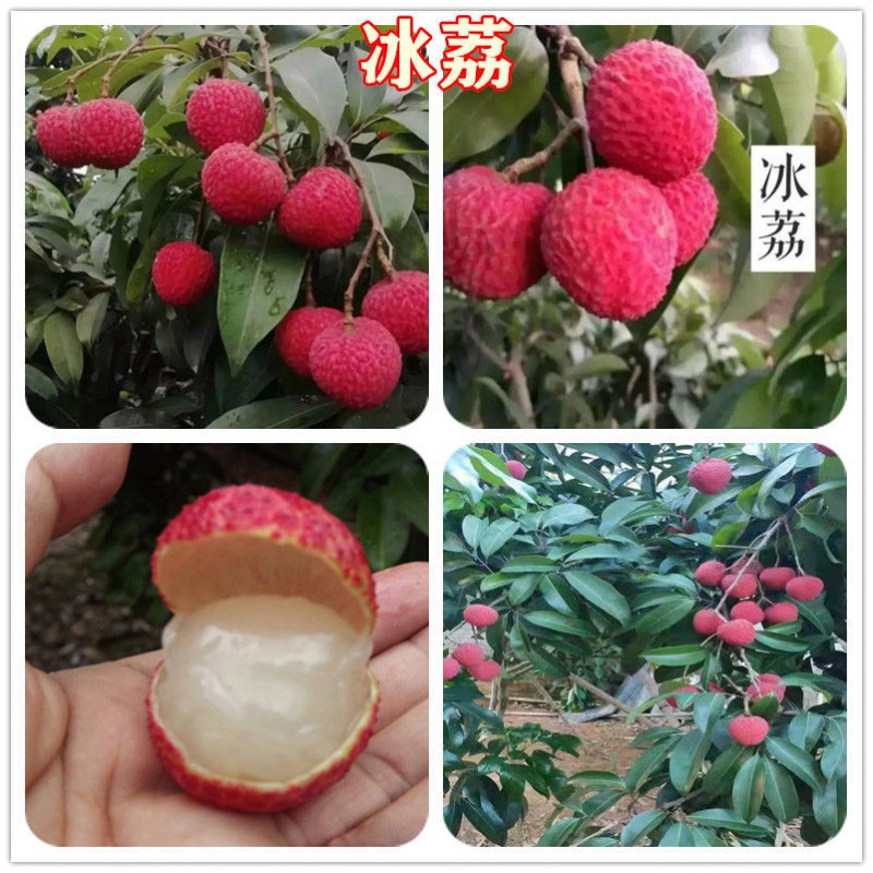 正宗冰荔枝苗新品種基地批苗 嫁接苗高端荔枝品種 大小規(guī)格有苗