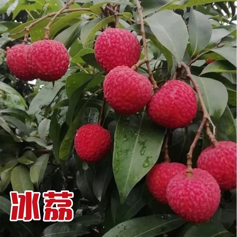 正宗冰荔枝苗新品種基地批苗 嫁接苗高端荔枝品種 大小規(guī)格有苗