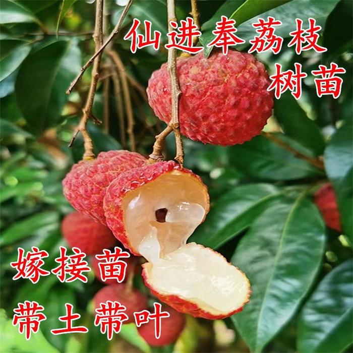 正宗仙進奉荔枝苗基地批苗 嫁接苗高端荔枝品種 大小規格有苗