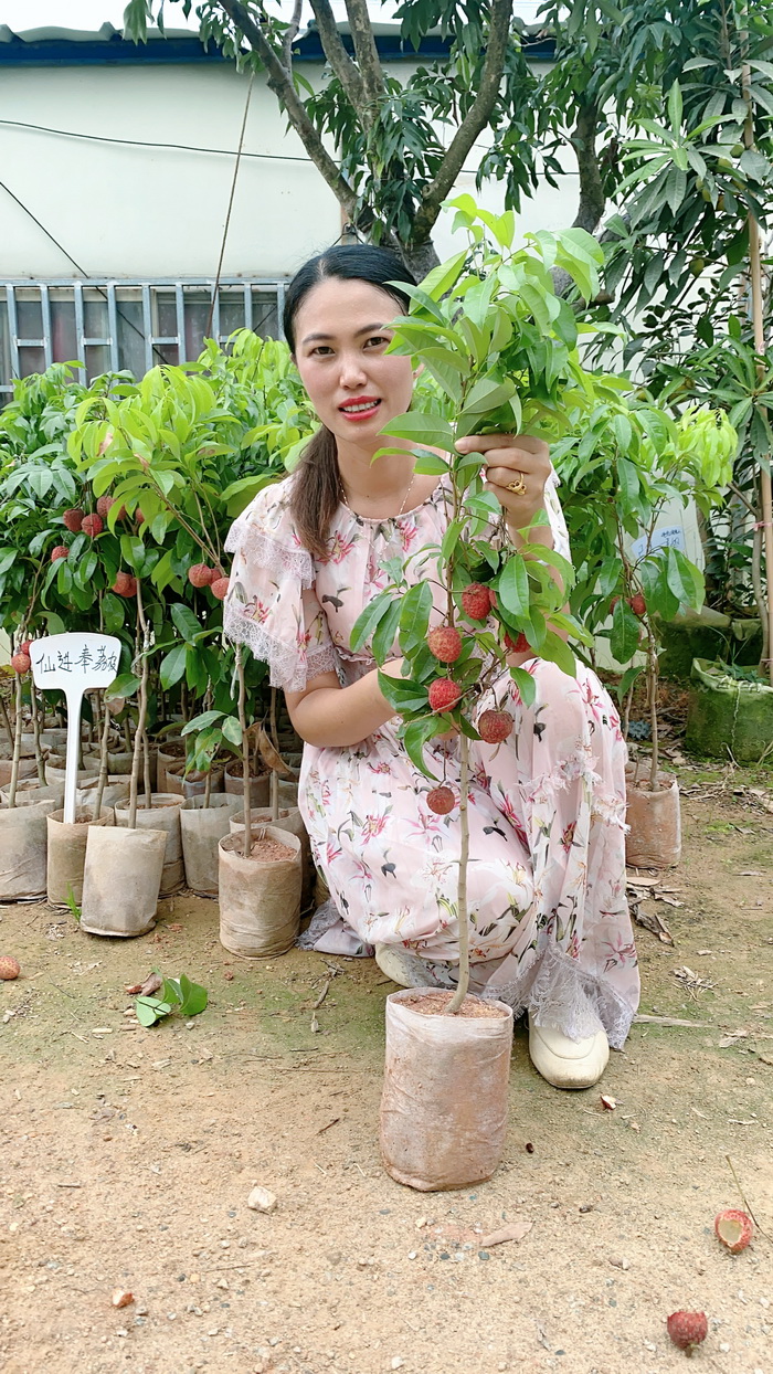 正宗仙進奉荔枝苗基地批苗 嫁接苗高端荔枝品種 大小規格有苗
