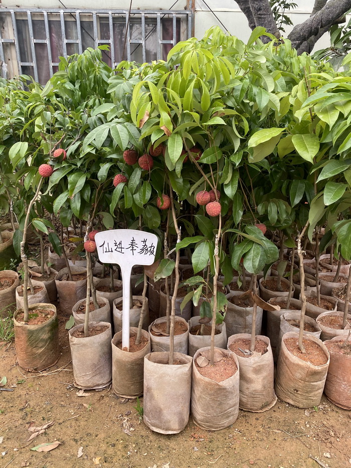 正宗仙進奉荔枝苗基地批苗 嫁接苗高端荔枝品種 大小規格有苗