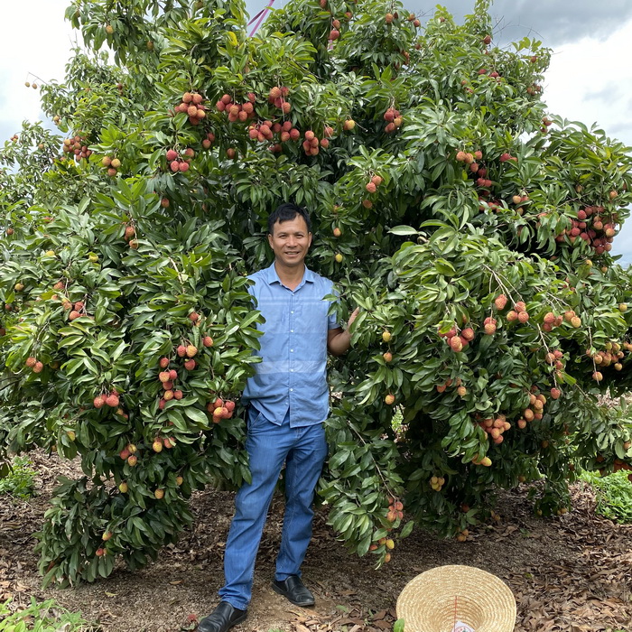 正宗仙進奉荔枝苗基地批苗 嫁接苗高端荔枝品種 大小規格有苗