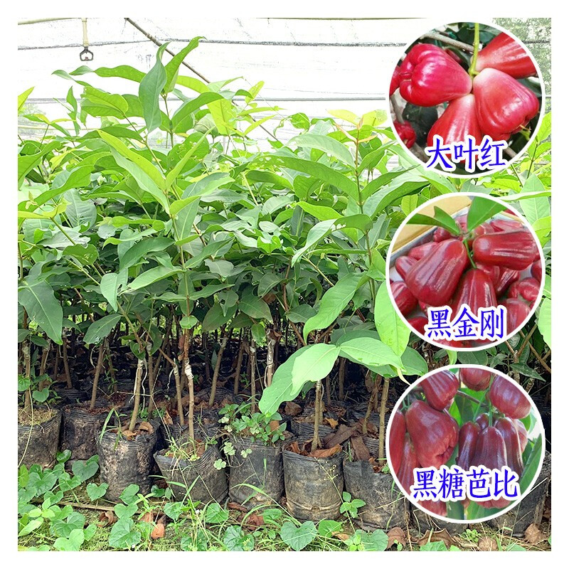 黑糖芭比蓮霧苗新品種嫁接苗批發 臺灣蓮霧果樹苗優良新品種
