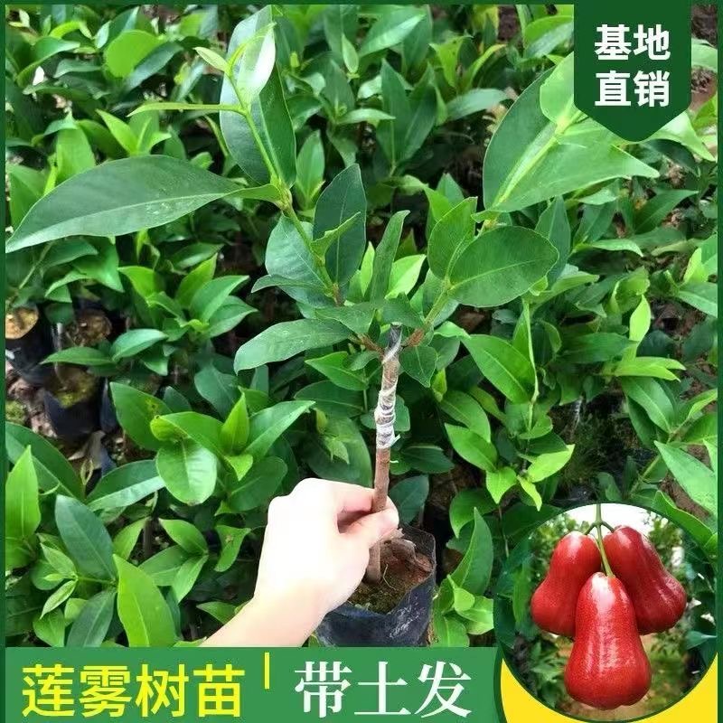 黑糖芭比蓮霧苗新品種嫁接苗批發 臺灣蓮霧果樹苗優良新品種