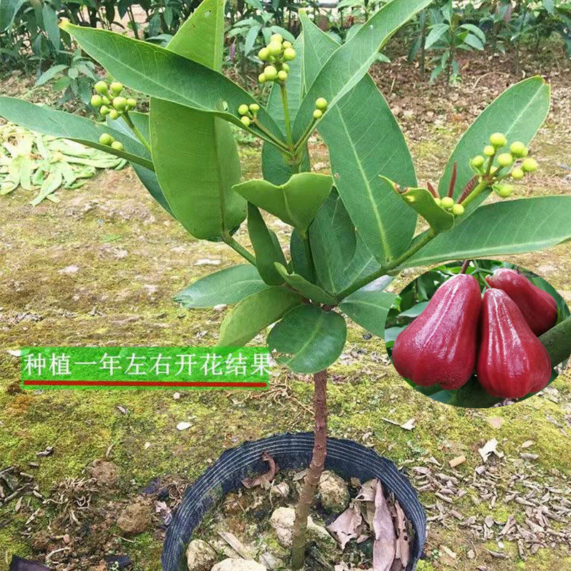 黑糖芭比蓮霧苗新品種嫁接苗批發 臺灣蓮霧果樹苗優良新品種
